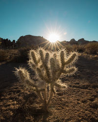 Cactus growing on field against sky during sunset