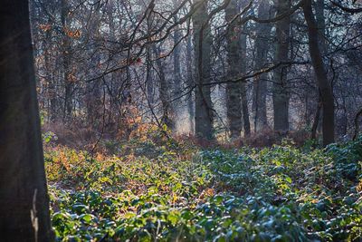 Close-up of plants growing in greenhouse