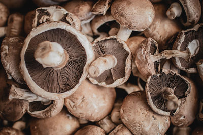 Close-up of mushrooms