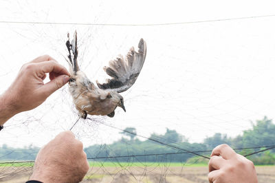 Midsection of person holding bird