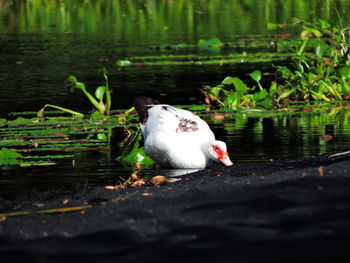 Close-up of bird perching on lake