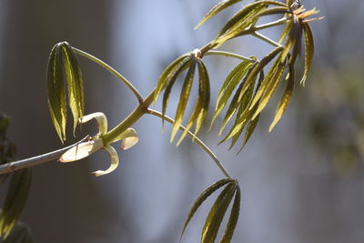 Close-up of plant growing outdoors