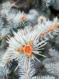 Close-up of flowering plant