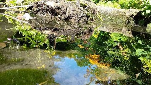 Reflection of trees in pond