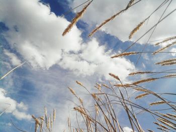 Low angle view of stalks against cloudy sky