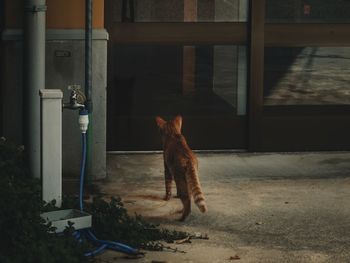 Cat sitting by door