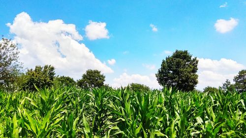 Plants growing on field against sky