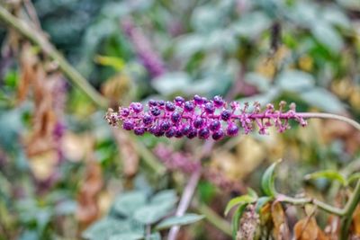 Close-up of butterfly on purple flower