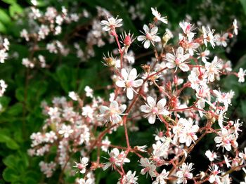 Close-up of white flowering plants on field