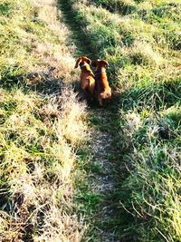 Dog in a field