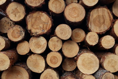 Full frame shot of logs in forest