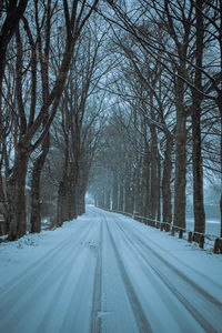 Road amidst bare trees