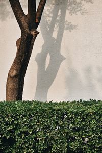 Shadow of person on field
