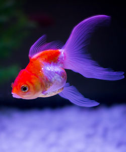 Close-up of fish swimming in sea