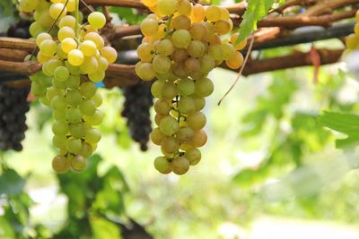 Close-up of grapes growing in vineyard