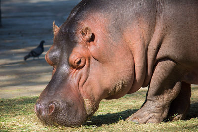 Close-up of horse in zoo