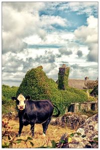 Cow grazing on field against cloudy sky