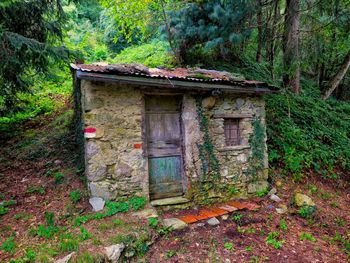 View of trees in forest