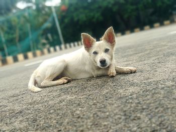 Portrait of dog lying on road