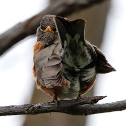 Low angle view of bird perching on branch