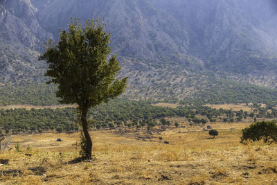 Scenic view of trees on field