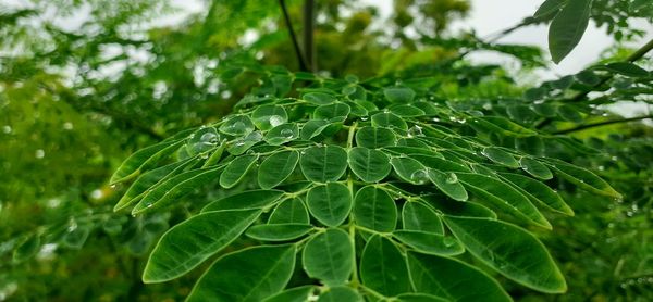 Close-up of wet moringa plant leaves