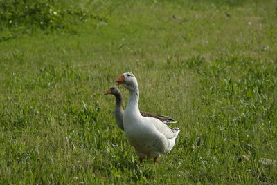 View of geese on field