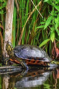 The terrapin on a canal 