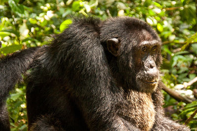 Close-up of gorilla in forest during sunny day