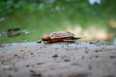 Close-up of snail