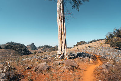 Scenic view of landscape against clear sky