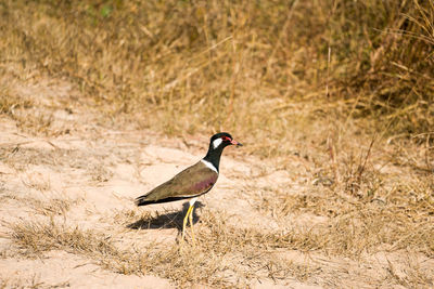 Bird perching on a field