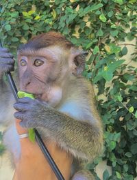 Monkey looking away