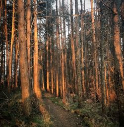 Trees in forest