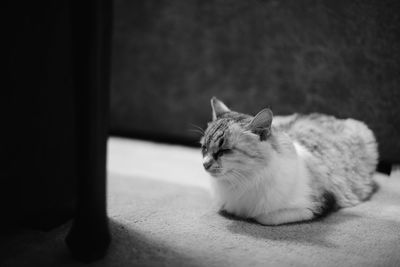 Close-up of cat sleeping on carpet at home