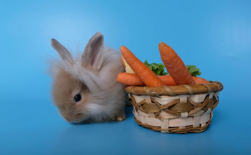 Close-up of a basket over white background