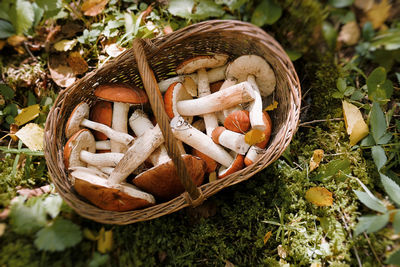 Close-up of mushrooms in basket