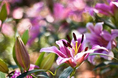 Close-up of pink flowers blooming outdoors