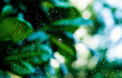 Close-up of spider on web