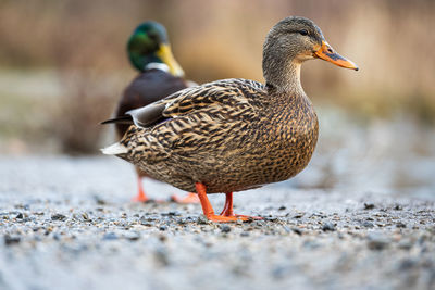 Close-up of mallard duck