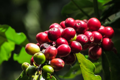 Close-up of fruits growing on tree