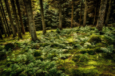 Trees growing in forest