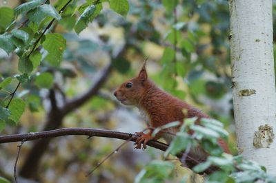 Eurasian red squirrel on tree branch