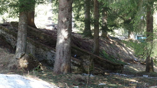 Trees in park