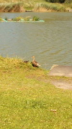 Bird perching on grass by water