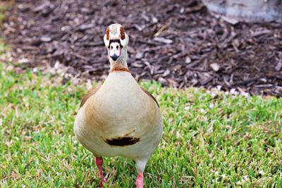 Close-up of a bird on field