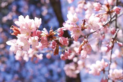 Close-up of cherry blossoms in spring