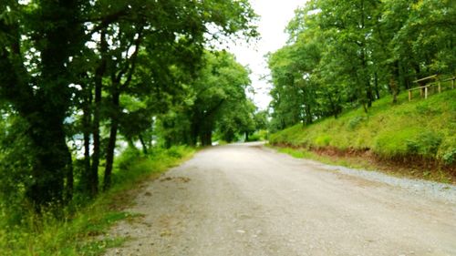 Road passing through forest