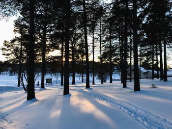 Trees on snow covered landscape