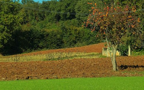 Scenic view of agricultural field